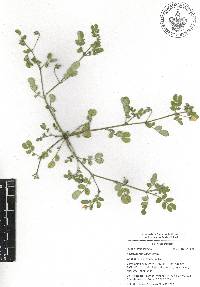 Kallstroemia rosei image