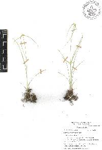 Cyperus seslerioides image