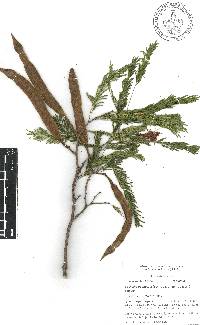 Acacia pennatula image