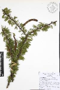 Vachellia schaffneri image