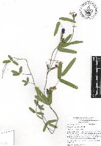 Cologania angustifolia image