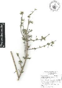 Bouvardia multiflora image