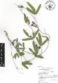 Cologania angustifolia image