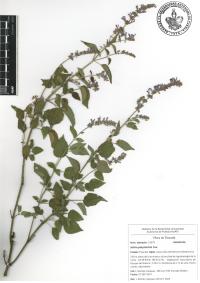 Salvia polystachia image