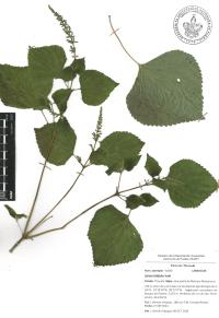 Salvia tiliifolia image