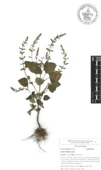 Salvia tiliifolia image