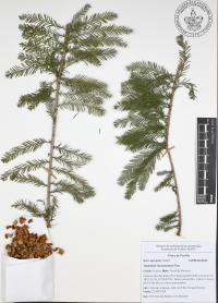 Taxodium mucronatum image