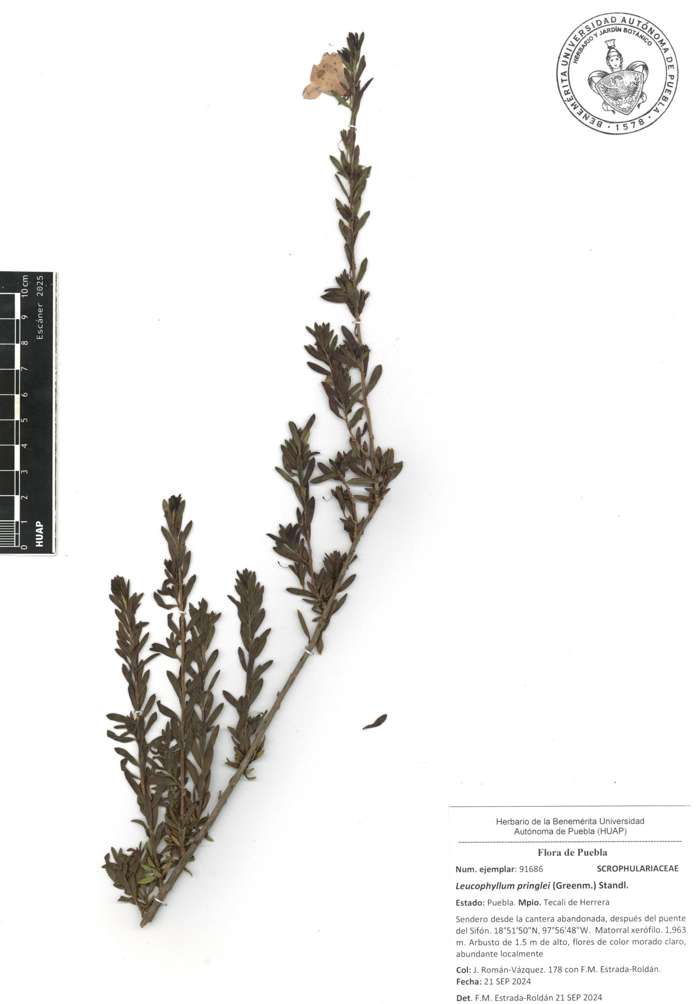 Leucophyllum pringlei image