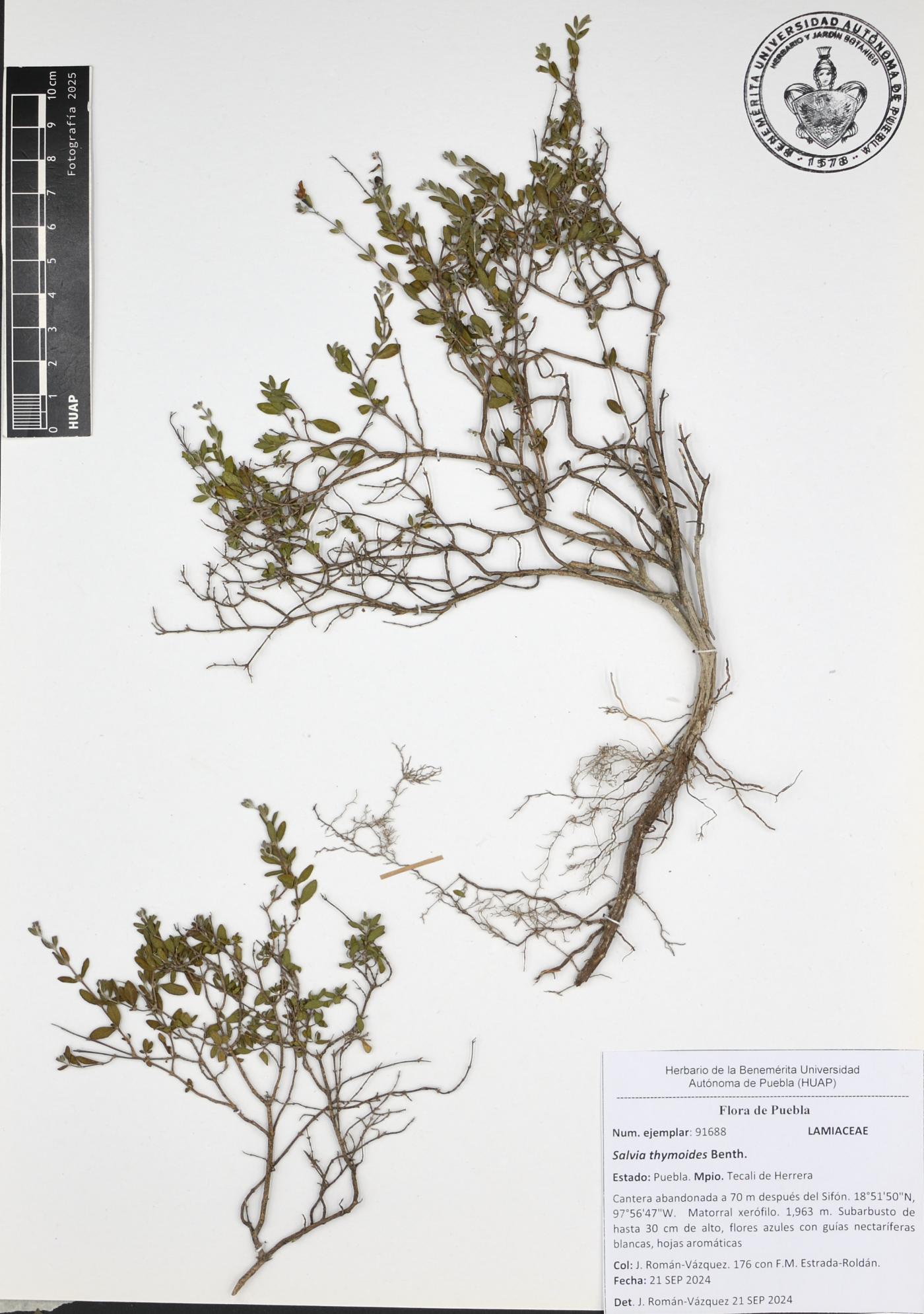 Salvia thymoides image