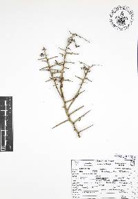 Koeberlinia spinosa image