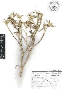 Croton incanus image