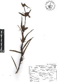 Penstemon gentianoides image