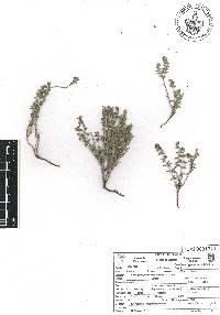 Galium hypocarpium image