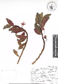 Columnea schiedeana image