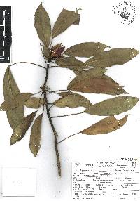 Magnolia schiedeana image