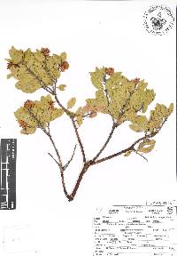 Arctostaphylos pungens image