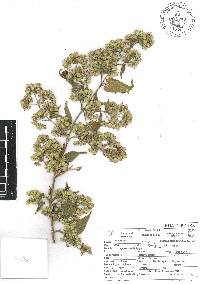 Brickellia secundiflora image