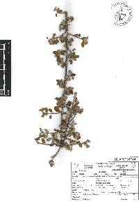 Malacomeles denticulata image