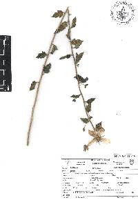 Mentzelia hispida image