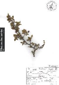 Bursera biflora image