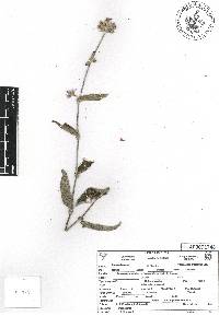 Tradescantia crassifolia image