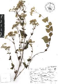 Ageratina chazaroana image