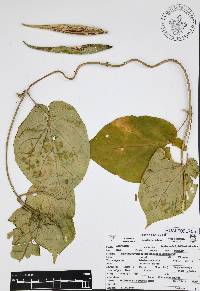 Matelea cyclophylla image