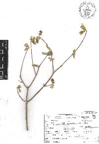 Malpighia mexicana image