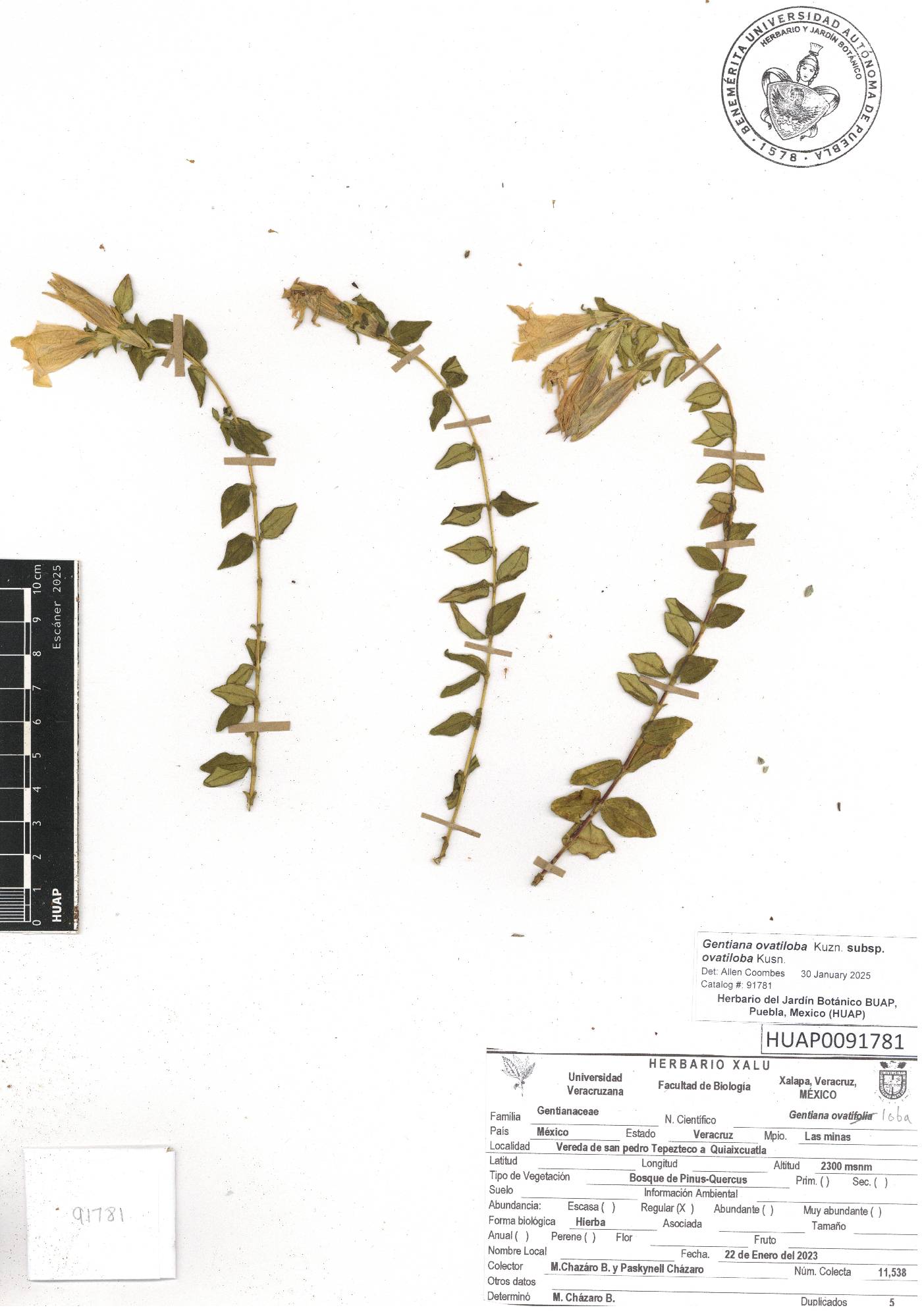 Gentiana ovatiloba subsp. ovatiloba image