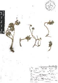 Sedum palmeri image