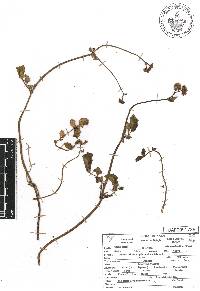 Valeriana densiflora image