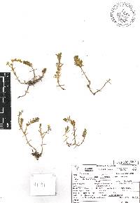 Sedum mexicanum image