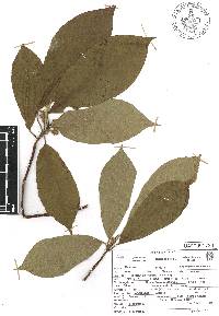 Sommera arborescens image
