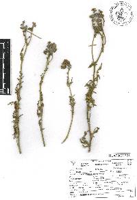 Ruta chalepensis image