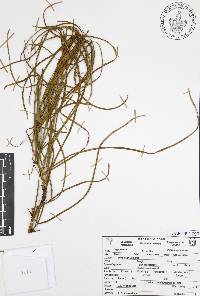 Parkinsonia aculeata image