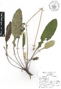 Chaptalia nutans image