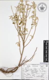Croton dioicus image