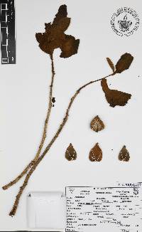 Annona purpurea image