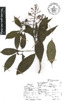 Palicourea padifolia image