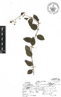 Persicaria capitata image