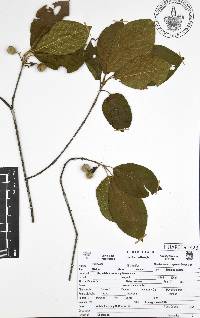 Guettarda macrosperma image