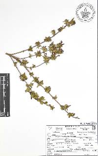 Lonicera mexicana image