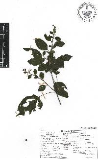 Hypoestes phyllostachya image