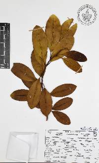 Vochysia guatemalensis image