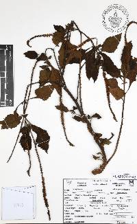 Heliotropium indicum image