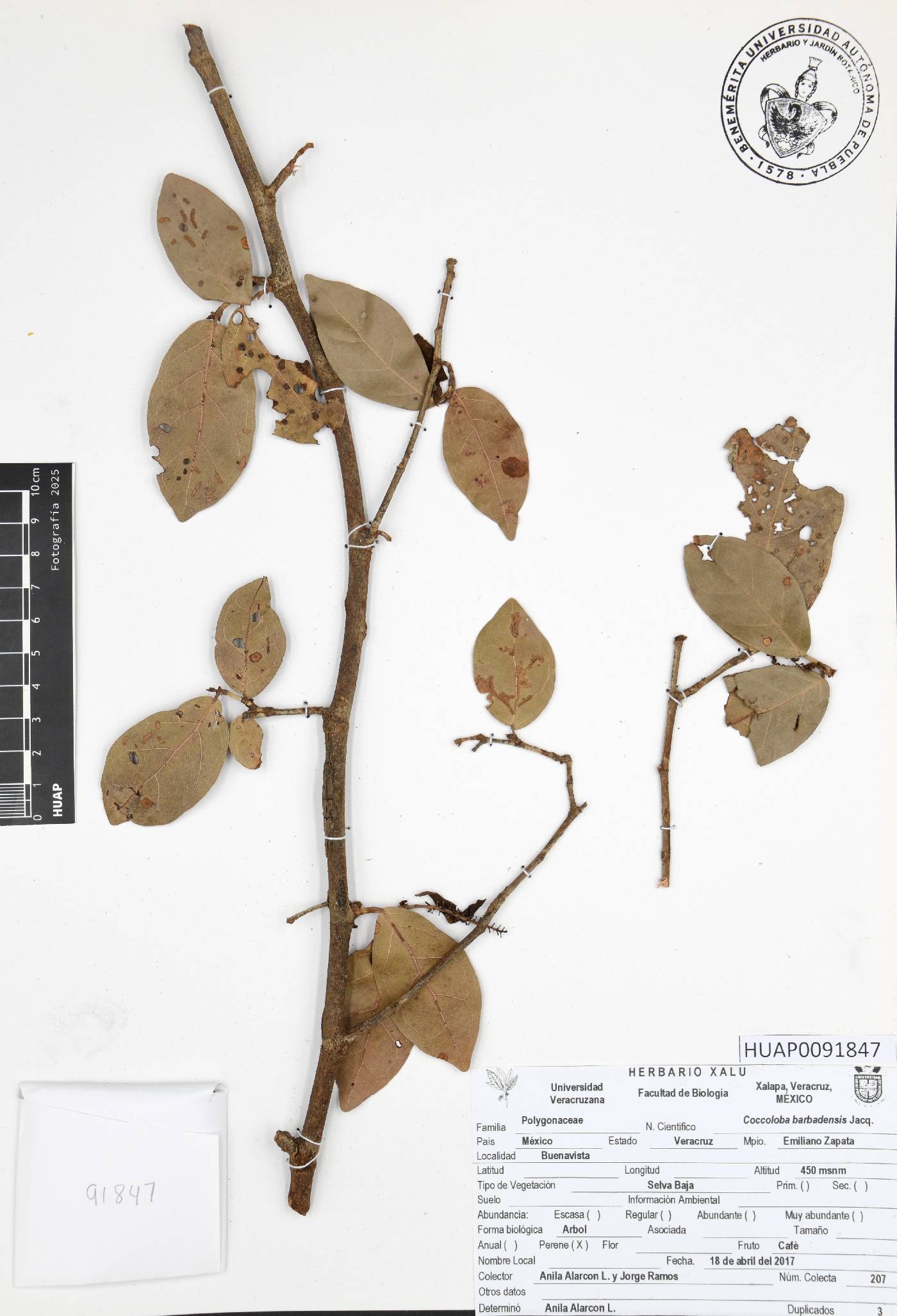 Coccoloba barbadensis image