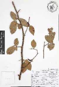 Coccoloba barbadensis image
