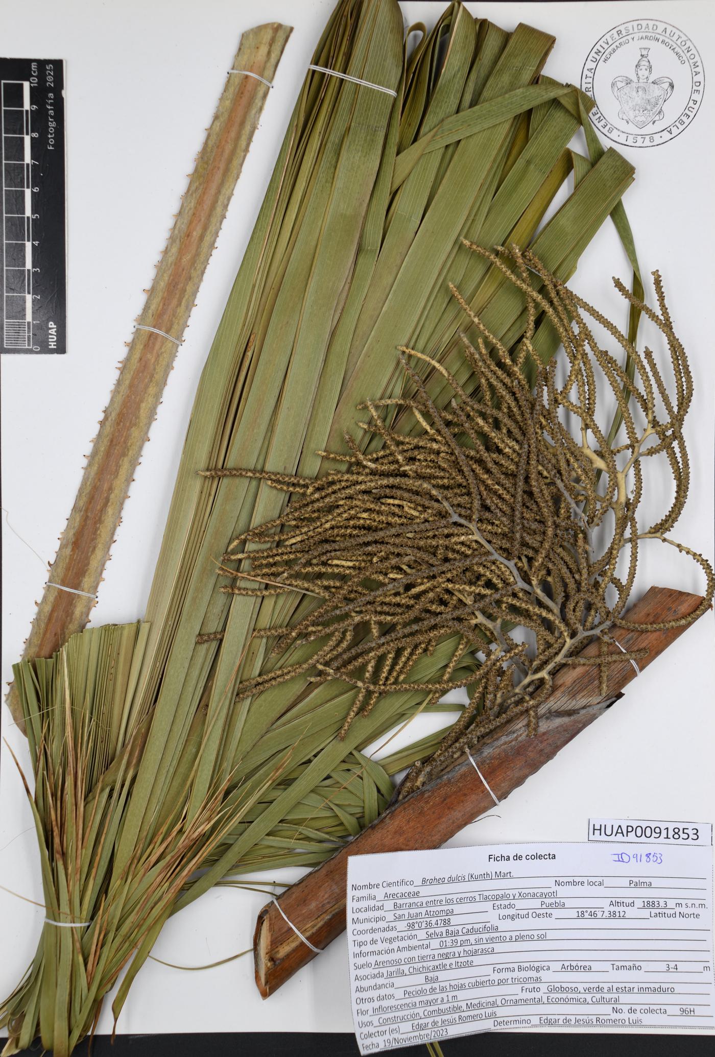 Brahea dulcis image