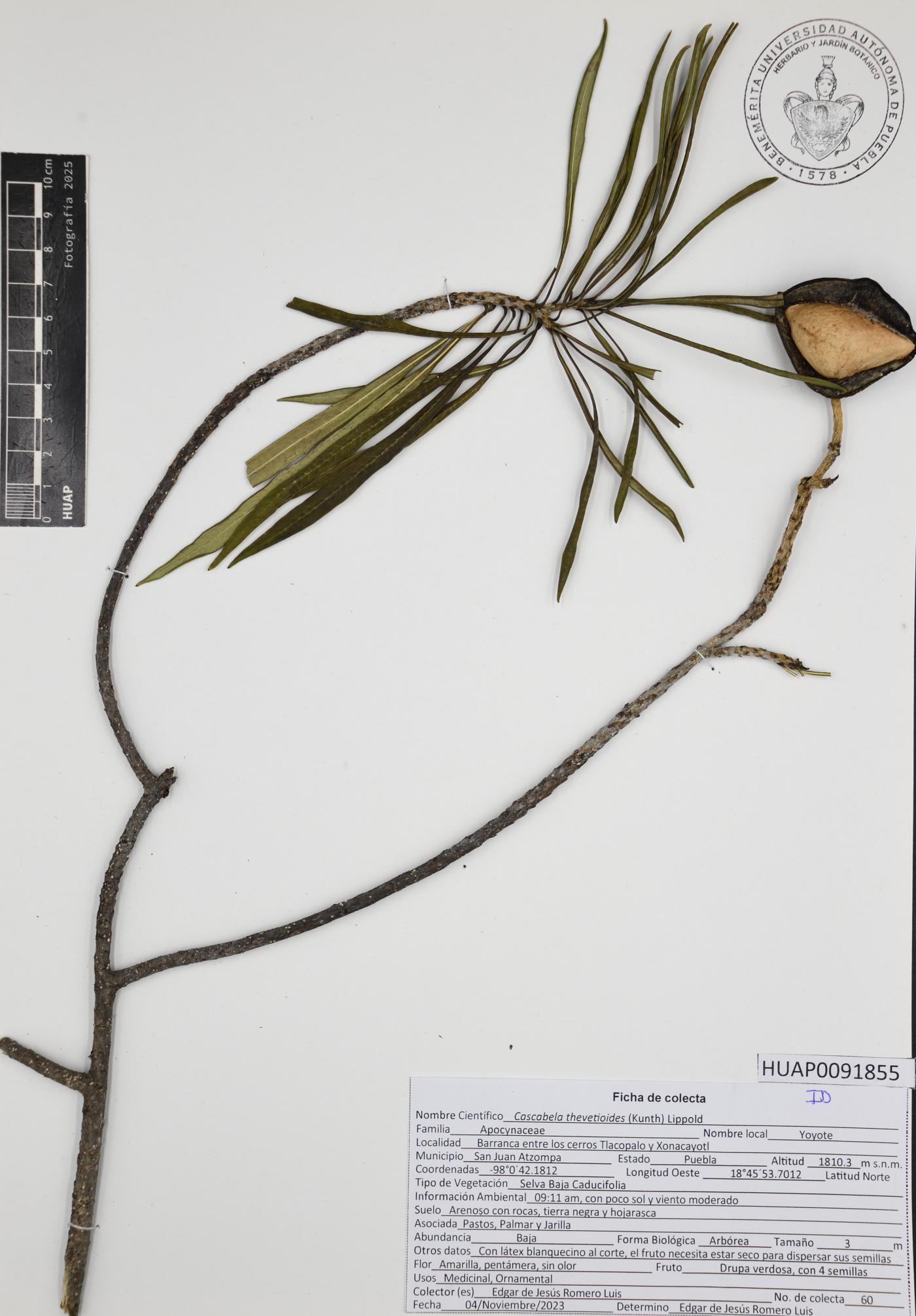 Cascabela thevetioides image