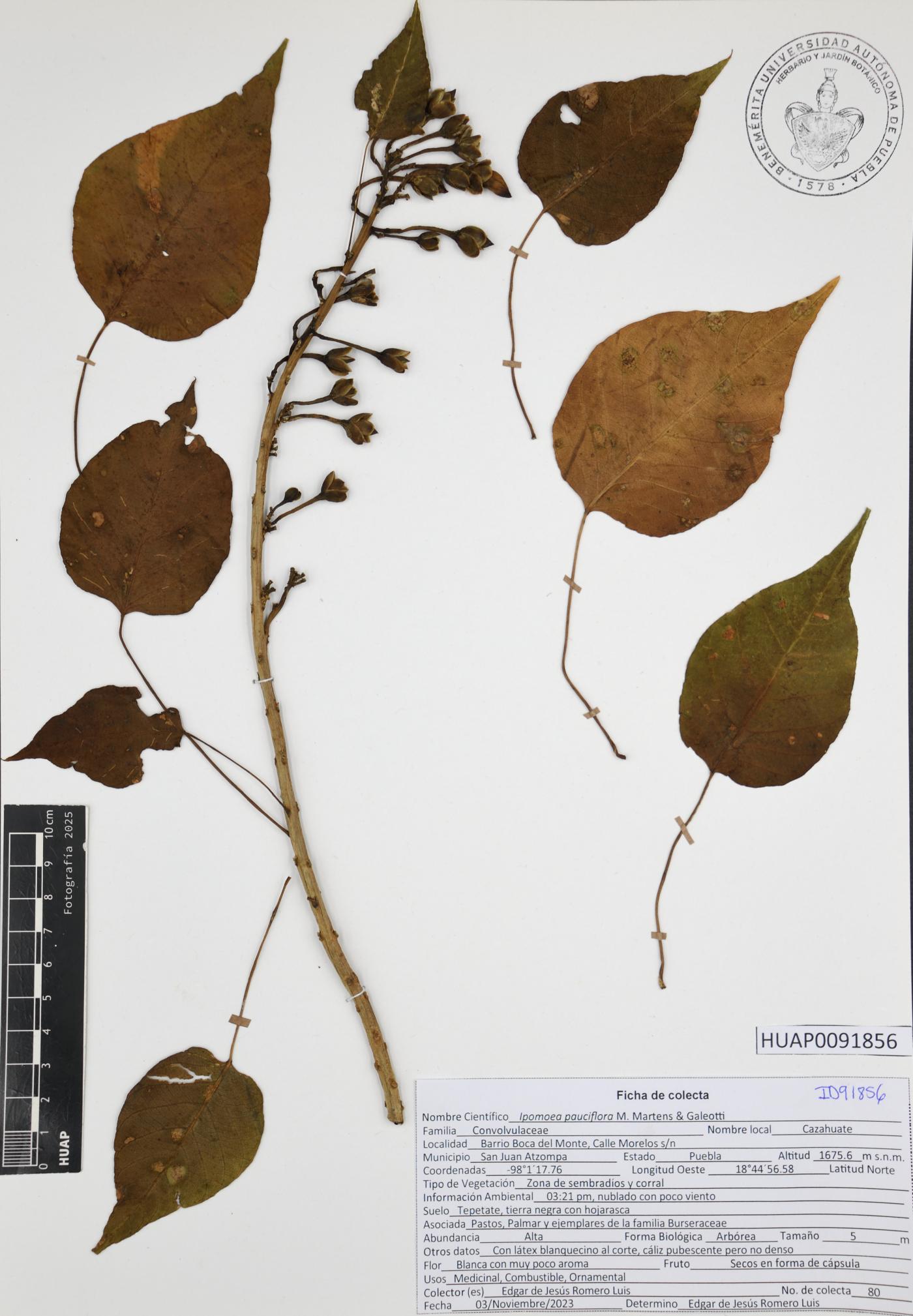 Ipomoea pauciflora image